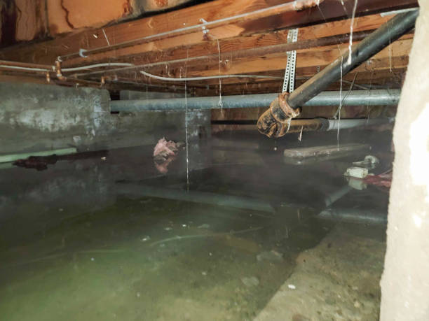 Best Water damage restoration near me  in New Haven, WV
