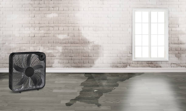 Best Basement water damage restoration  in New Haven, WV